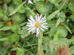 Symphyotrichum subspicatum