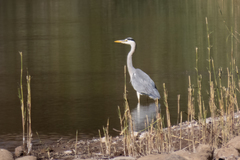 Ardea cinerea cinerea