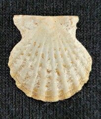 Antillipecten antillarum