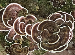 Nigroporus vinosus