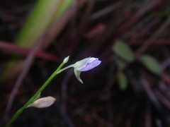 Utricularia uliginosa