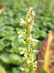 Platanthera stricta