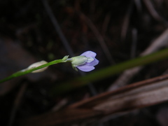 Utricularia uliginosa