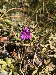 Rhododendron lapponicum