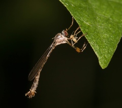 Leptogastrinae