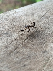 Schizomantodea