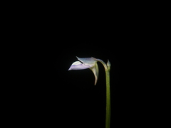 Utricularia uliginosa