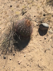 Ferocactus cylindraceus