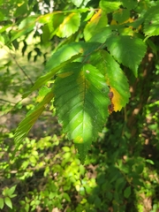 Ulmus americana