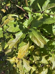 Prunus spinosa