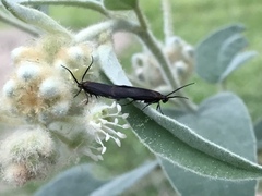 Coleophora mayrella