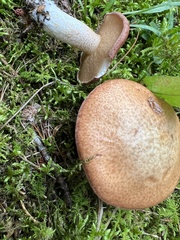 Suillus weaverae