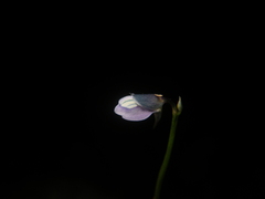 Utricularia uliginosa