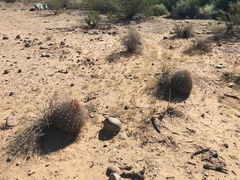 Ferocactus cylindraceus