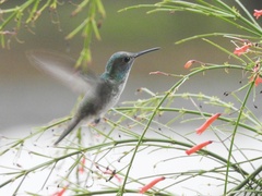 Chrysuronia versicolor