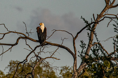 Haliaeetus vocifer