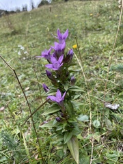 Gentianella