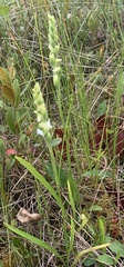 Spiranthes arcisepala