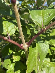 Prunus spinosa
