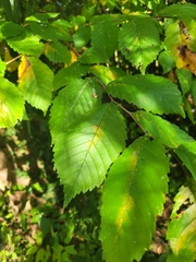 Ulmus americana