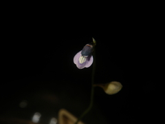 Utricularia uliginosa