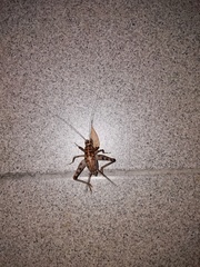 Gryllomorpha dalmatina