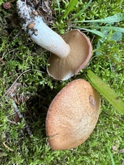 Suillus weaverae