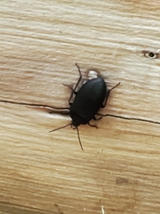 Penthe pimelia