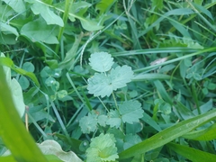 Sanguisorba minor