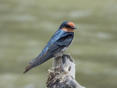 Hirundo tahitica