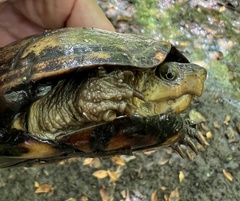 Kinosternon subrubrum