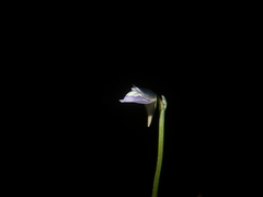 Utricularia uliginosa