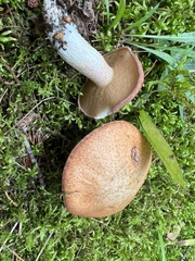 Suillus weaverae
