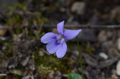 Viola reichenbachiana