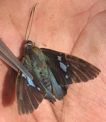 Astraptes janeira