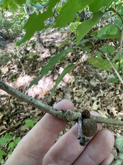 Kokkocynips imbricariae