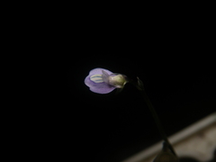 Utricularia uliginosa