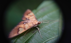 Nosophora semitritalis