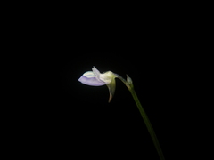 Utricularia uliginosa