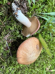 Suillus weaverae