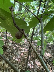 Kokkocynips imbricariae