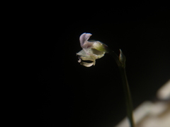 Utricularia uliginosa