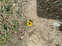 Sanvitalia procumbens