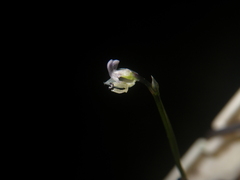 Utricularia uliginosa