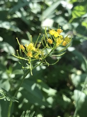 Rorippa