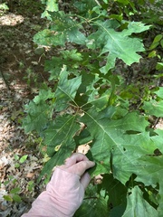 Kokkocynips imbricariae