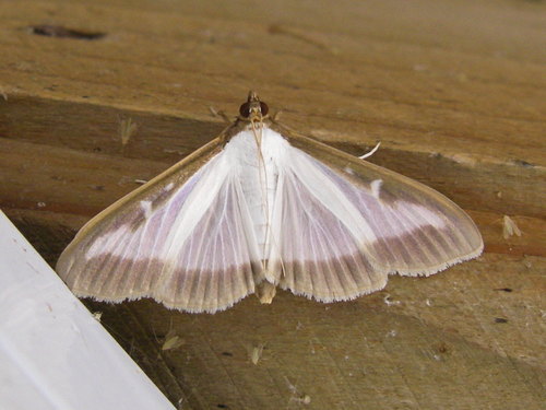 vijačka krušpánová (Cydalima perspectalis)