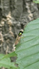 Sarginae