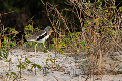 Vanellus albiceps