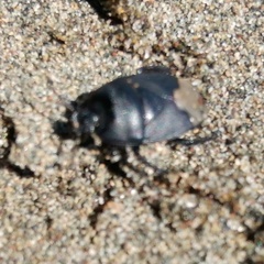 Cydnus aterrimus